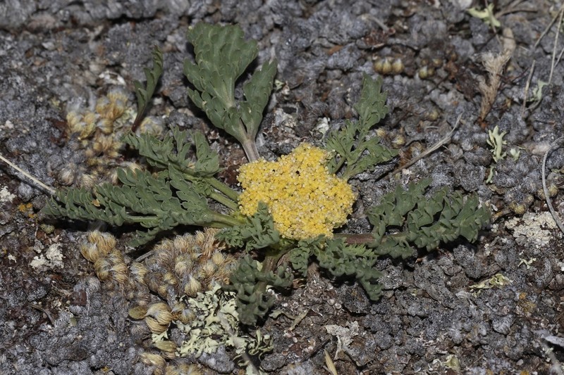 Leafy Wildparsley photo 3