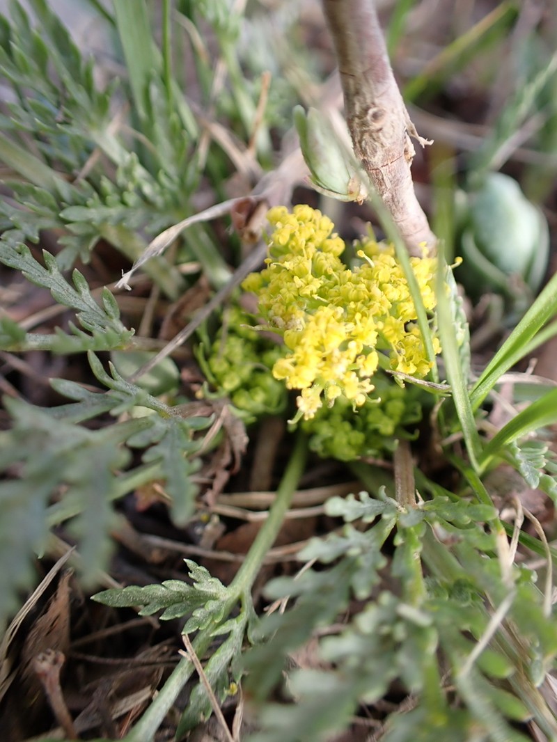 Leafy Wildparsley photo 4