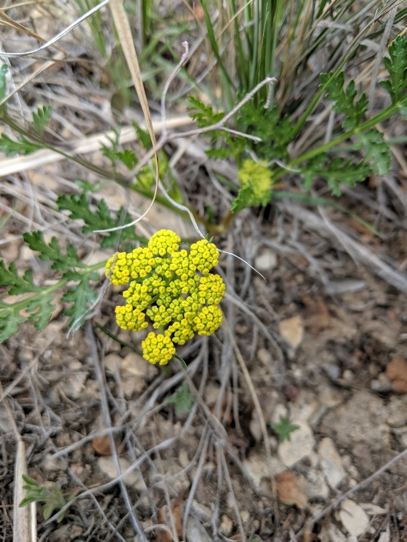 Leafy Wildparsley photo 5