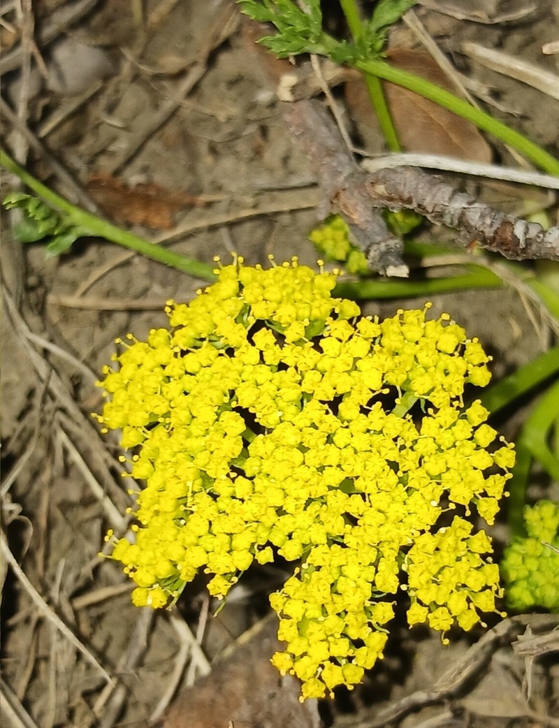 Leafy Wildparsley photo 6