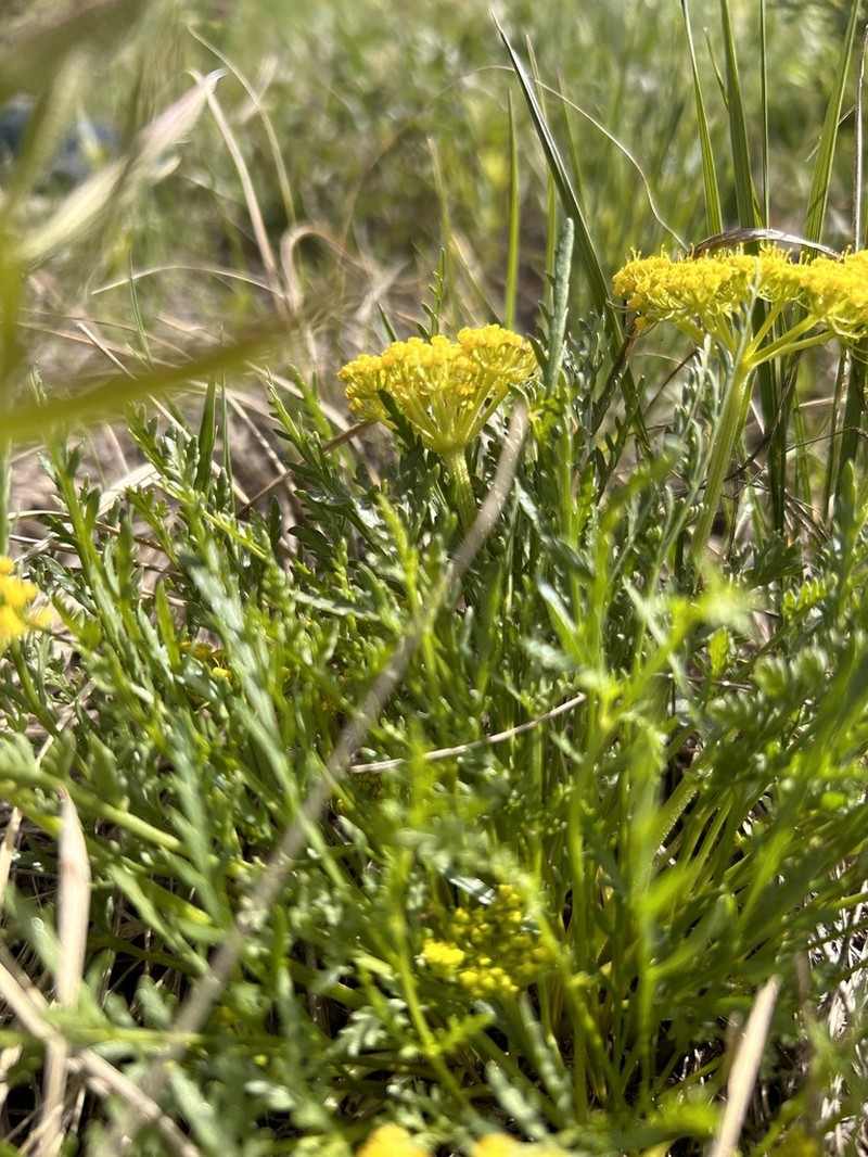 Leafy Wildparsley photo 7