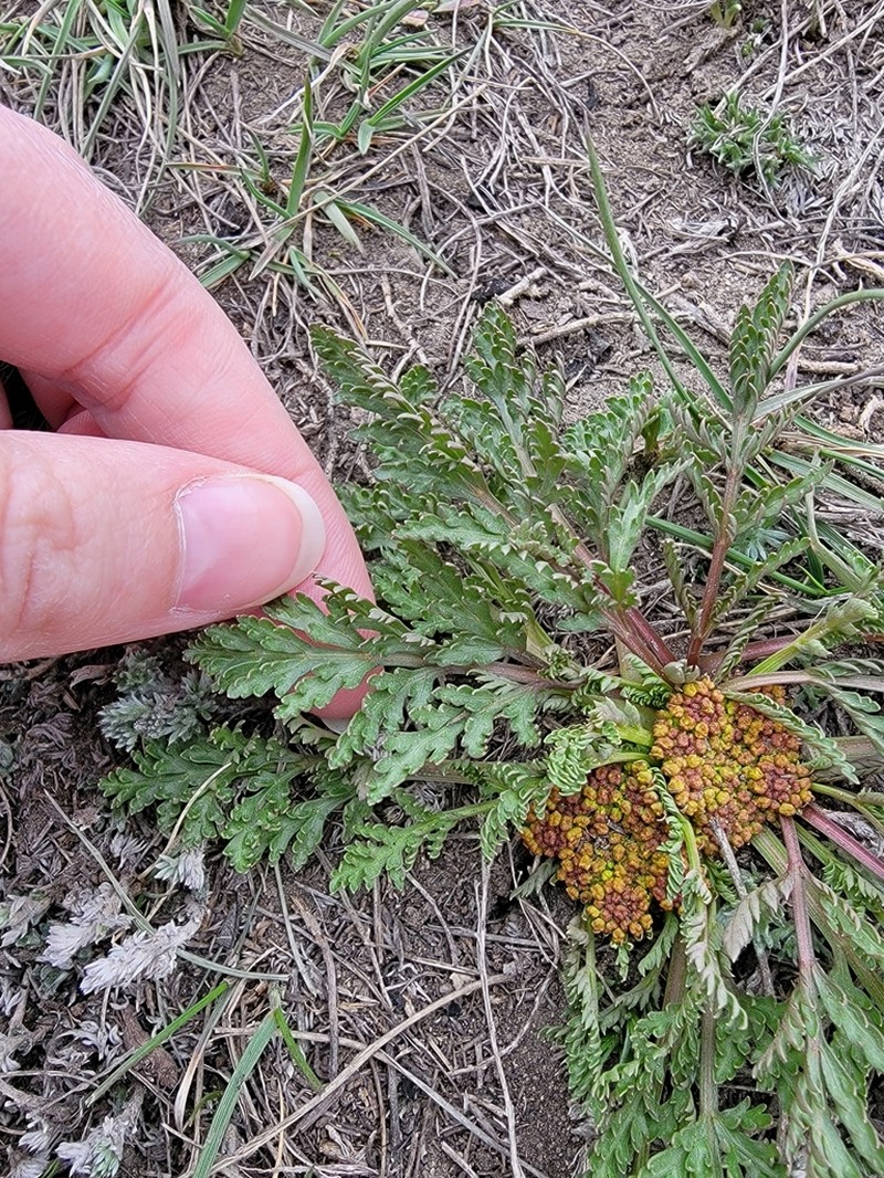 Leafy Wildparsley photo 8