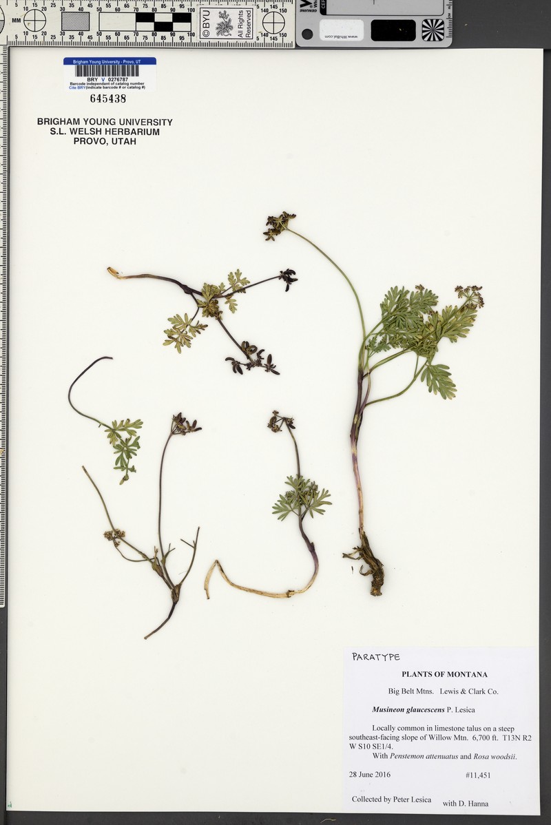 Musineon glaucescens