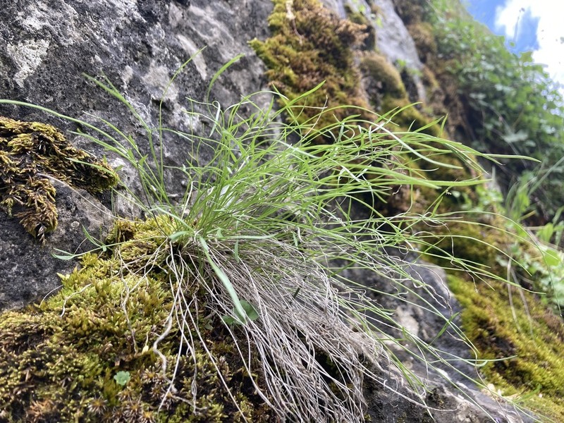 Narrowleaf Wildparsley