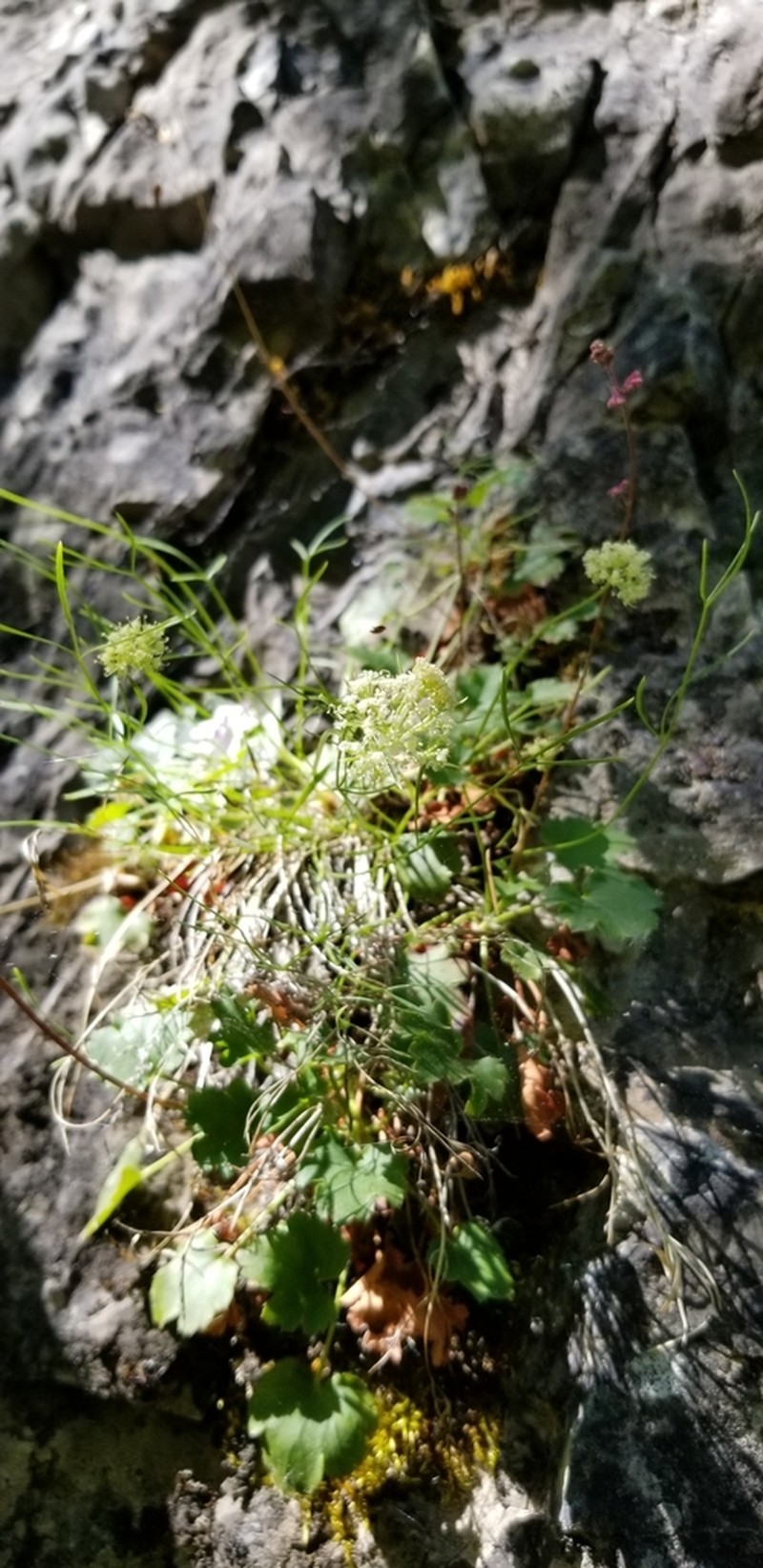 Narrowleaf Wildparsley photo 2