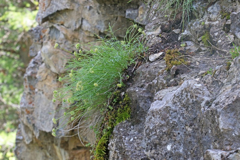 Narrowleaf Wildparsley photo 3