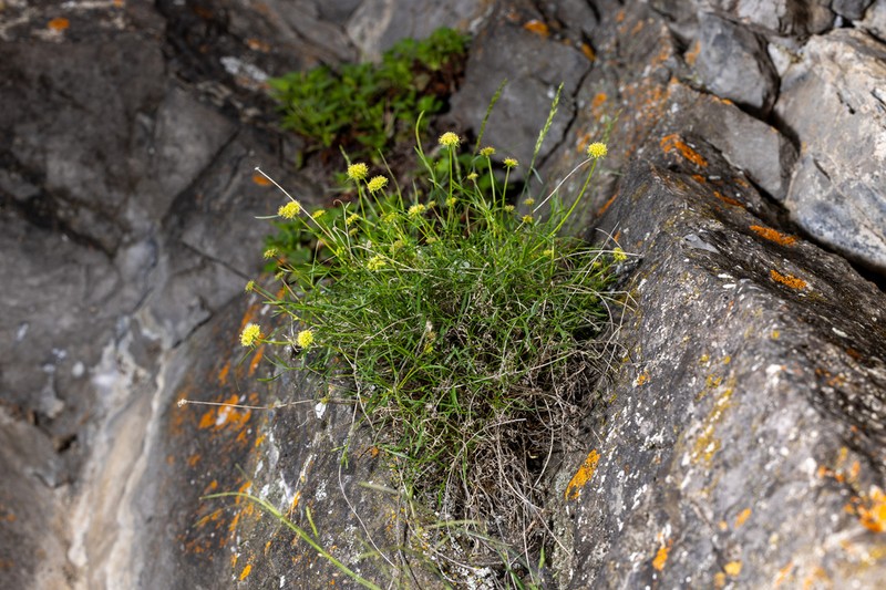Narrowleaf Wildparsley photo 4