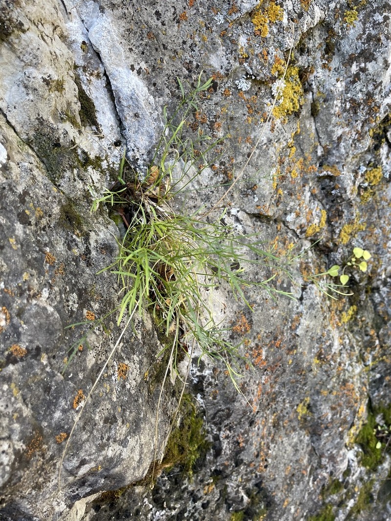 Narrowleaf Wildparsley photo 5