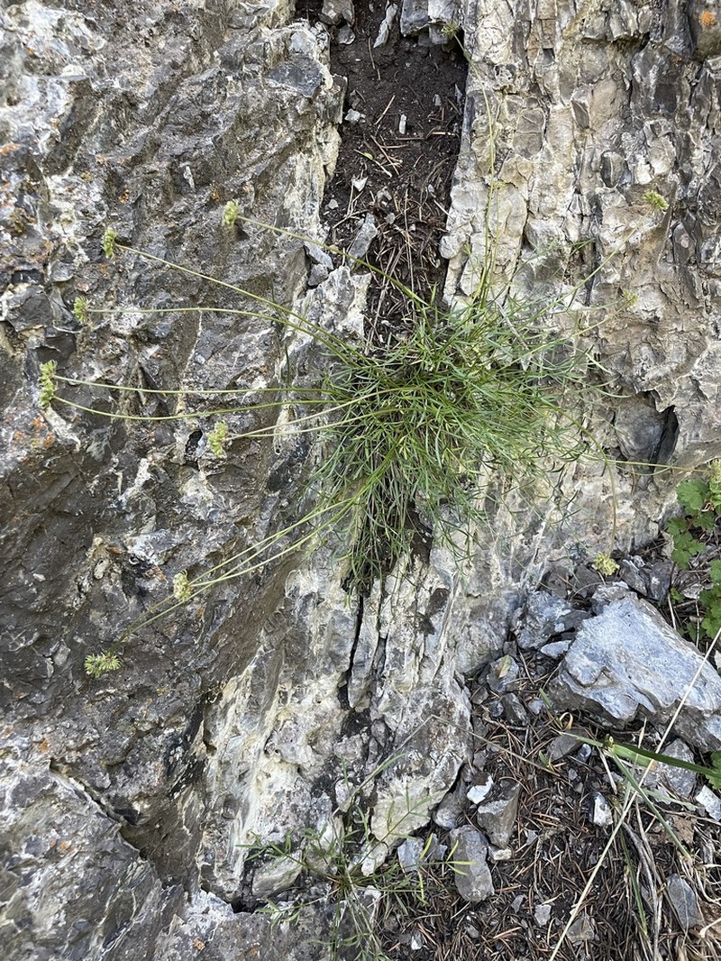Narrowleaf Wildparsley photo 6
