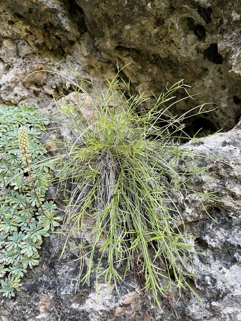 Narrowleaf Wildparsley photo 7