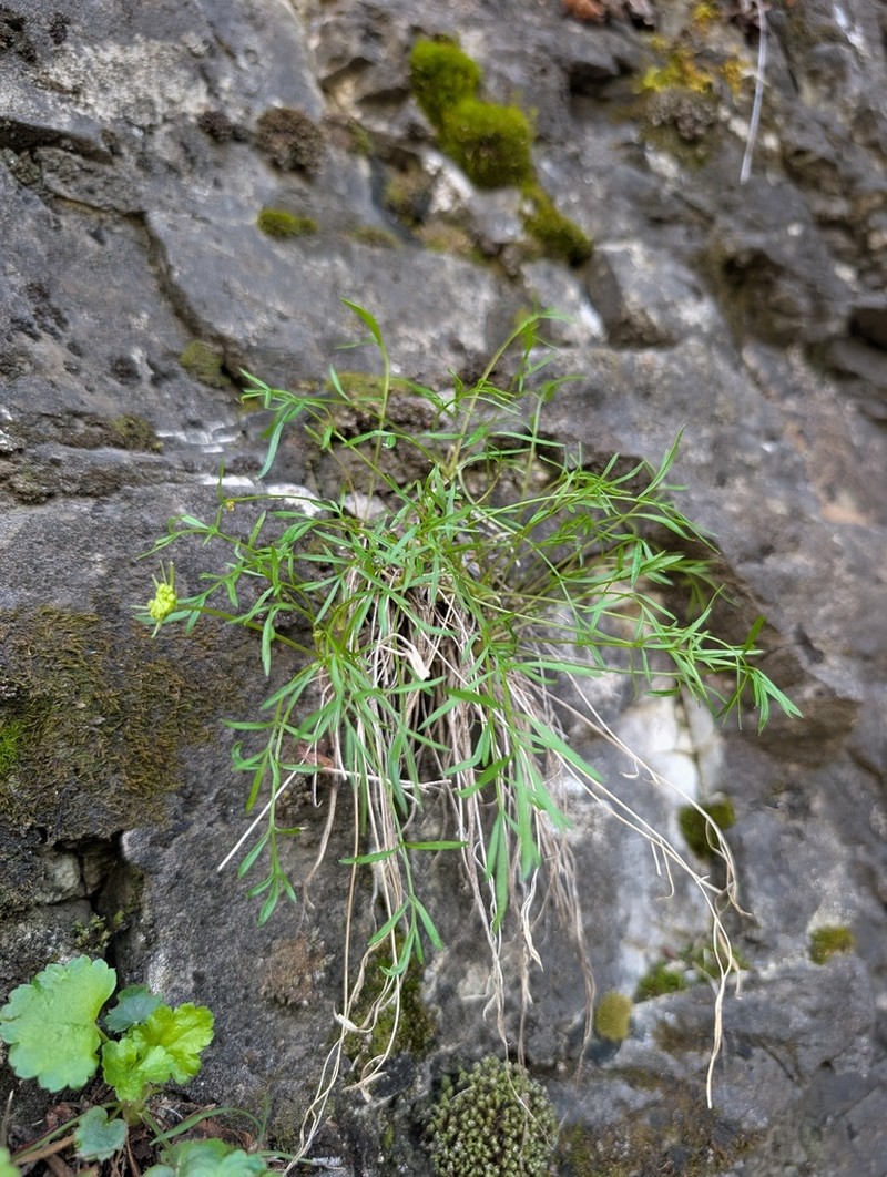 Narrowleaf Wildparsley photo 8