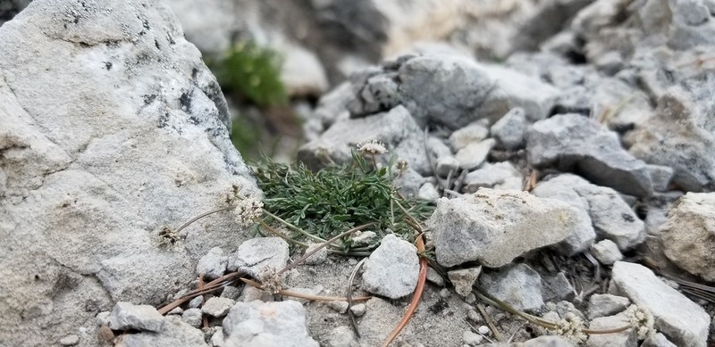 Musineon naomiensis photo 3
