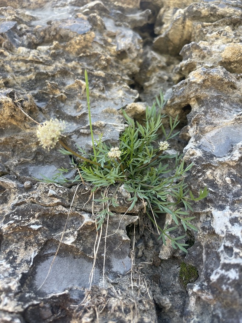 Musineon naomiensis photo 6