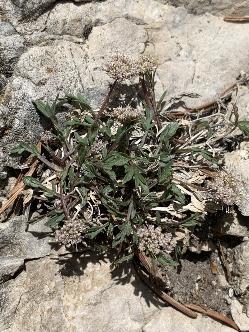 Musineon naomiensis photo 8