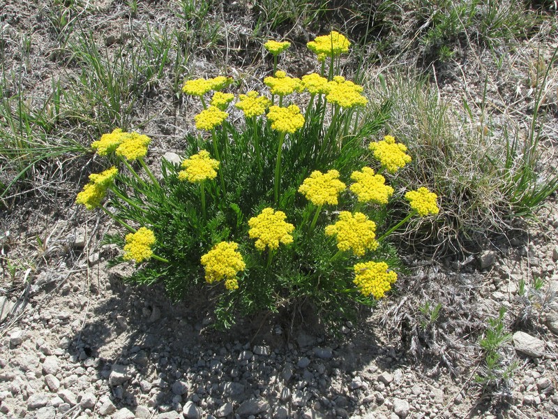 Slender Wildparsley
