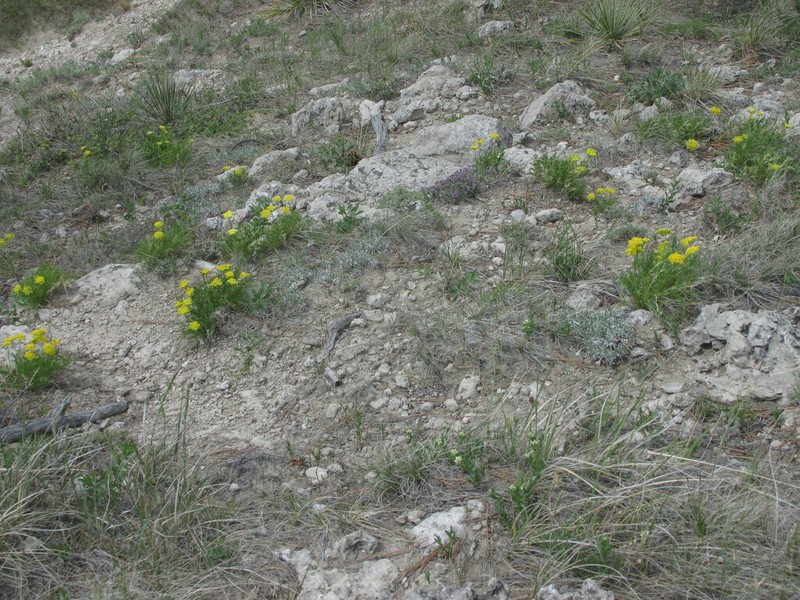 Slender Wildparsley photo 2