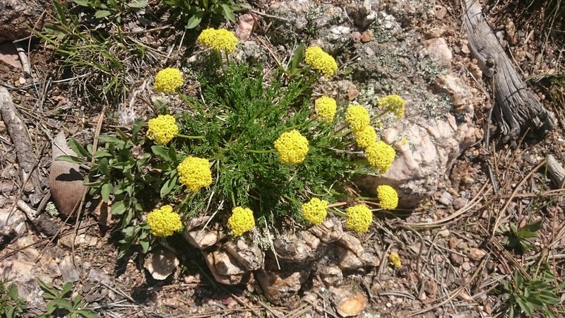Slender Wildparsley photo 3