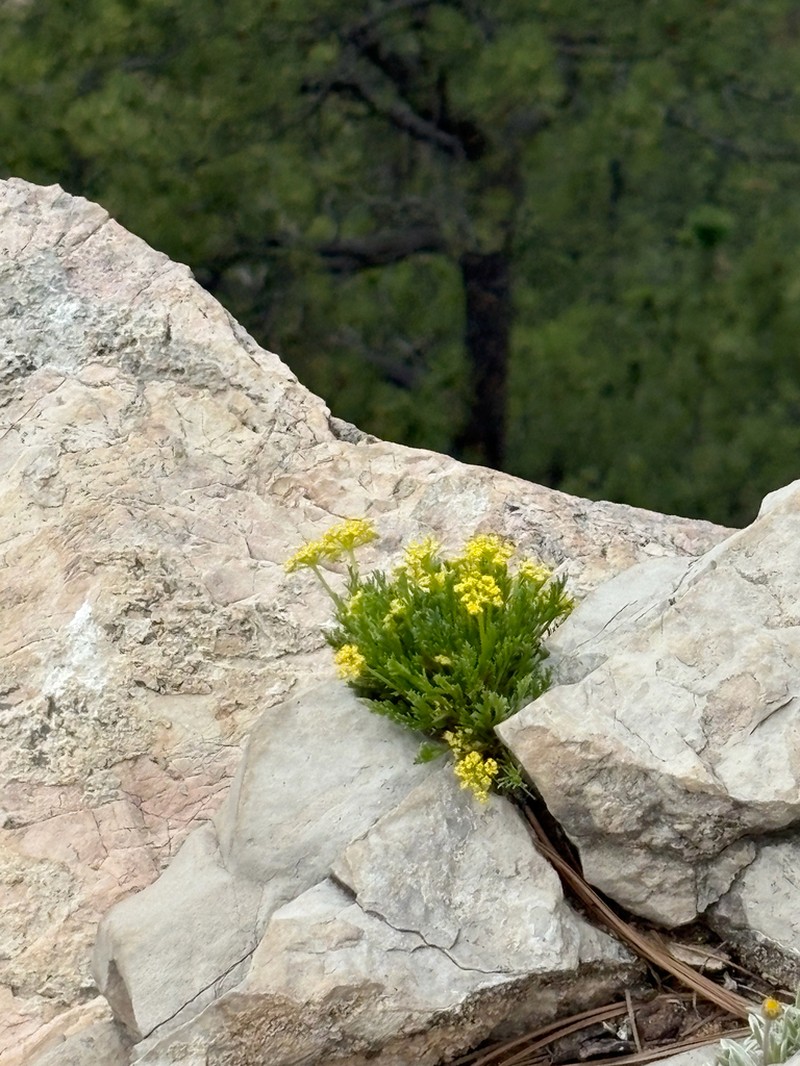 Slender Wildparsley photo 4
