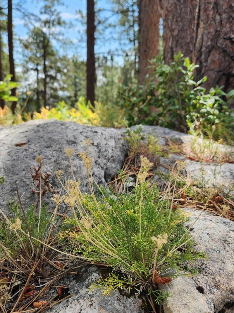 Slender Wildparsley photo 5