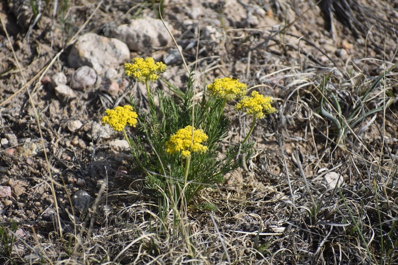 Slender Wildparsley photo 6
