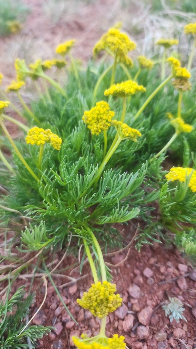Slender Wildparsley photo 7