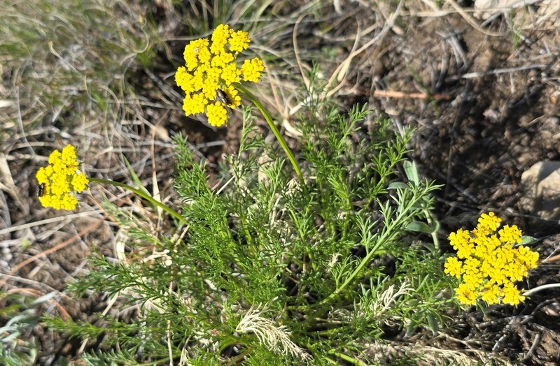 Slender Wildparsley photo 8