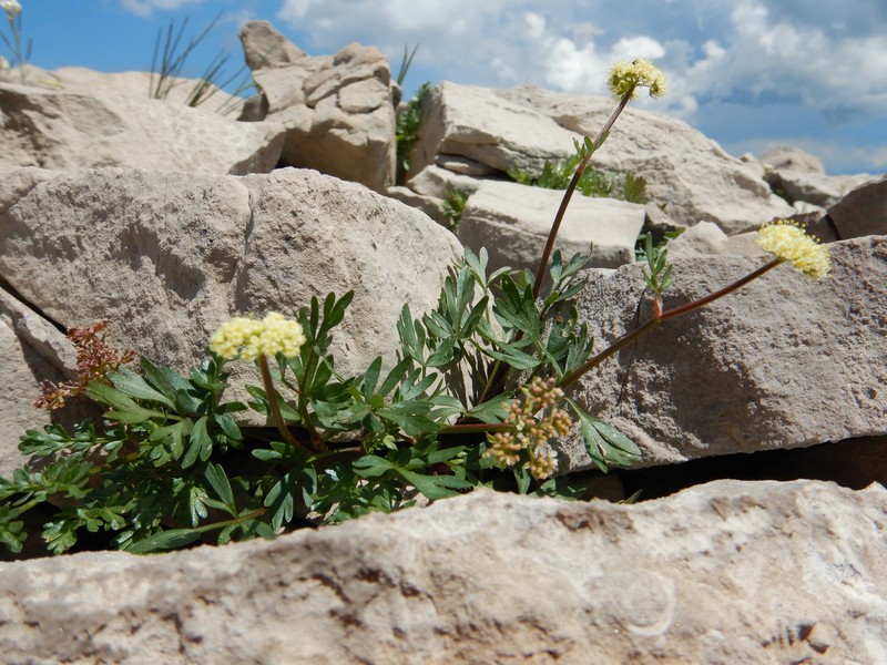 Sheathed Wildparsley photo 3