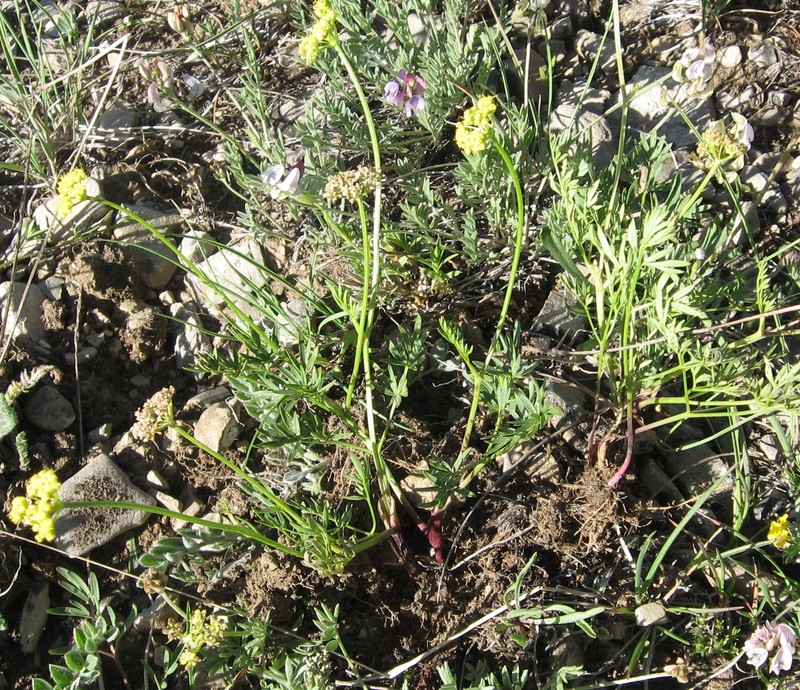 Sheathed Wildparsley photo 4