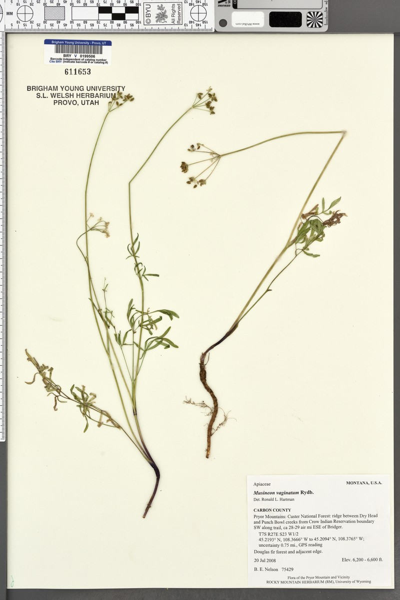 Sheathed Wildparsley photo 5