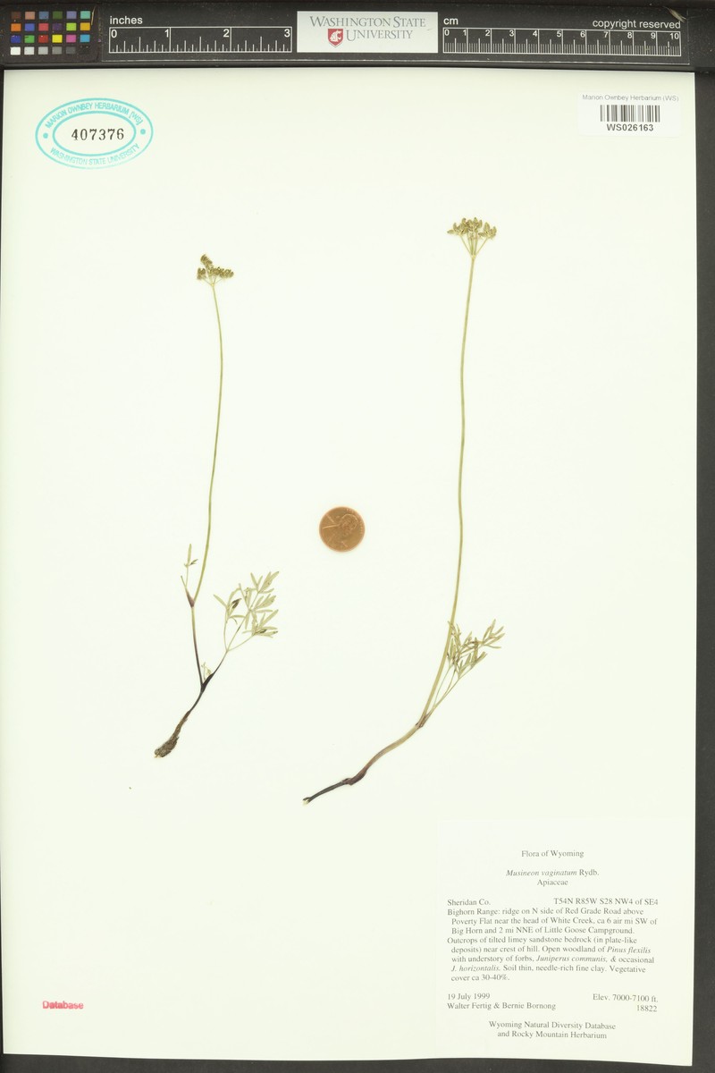 Sheathed Wildparsley photo 6