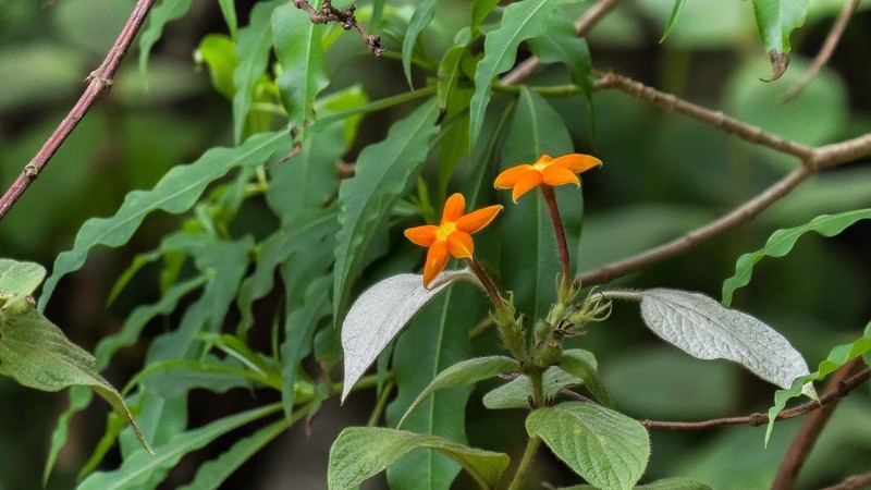 Mussaenda conferta photo 2