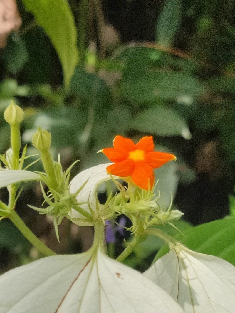 Mussaenda conferta photo 3
