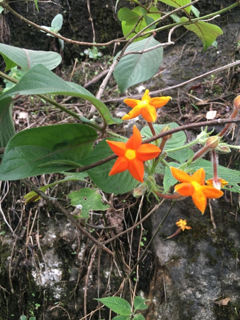 Mussaenda conferta photo 4