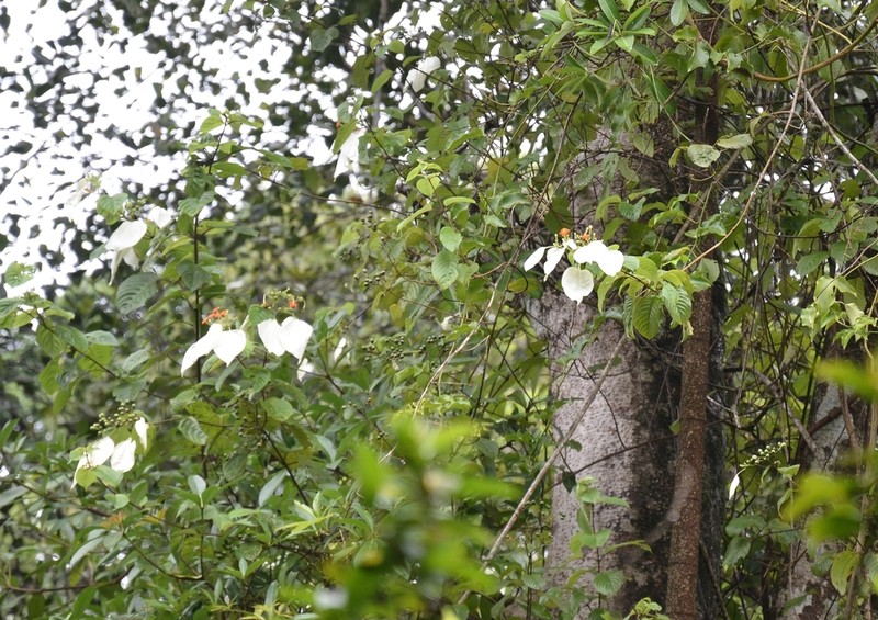 Mussaenda conferta photo 5