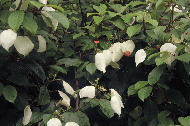 Mussaenda conferta photo 6