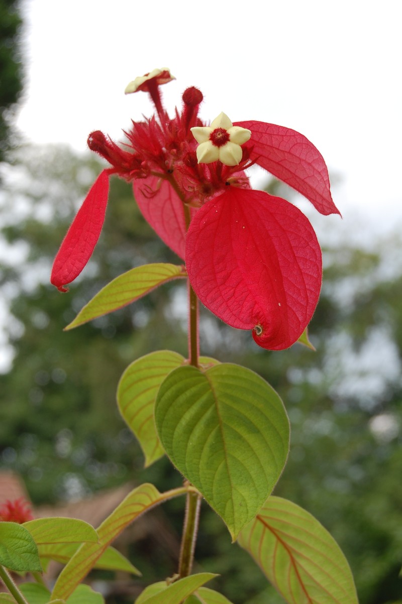 Red Mussaenda