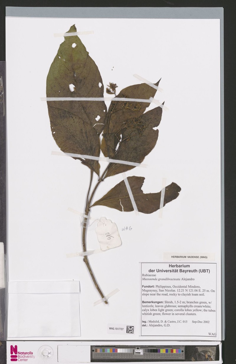 Mussaenda grandibracteata