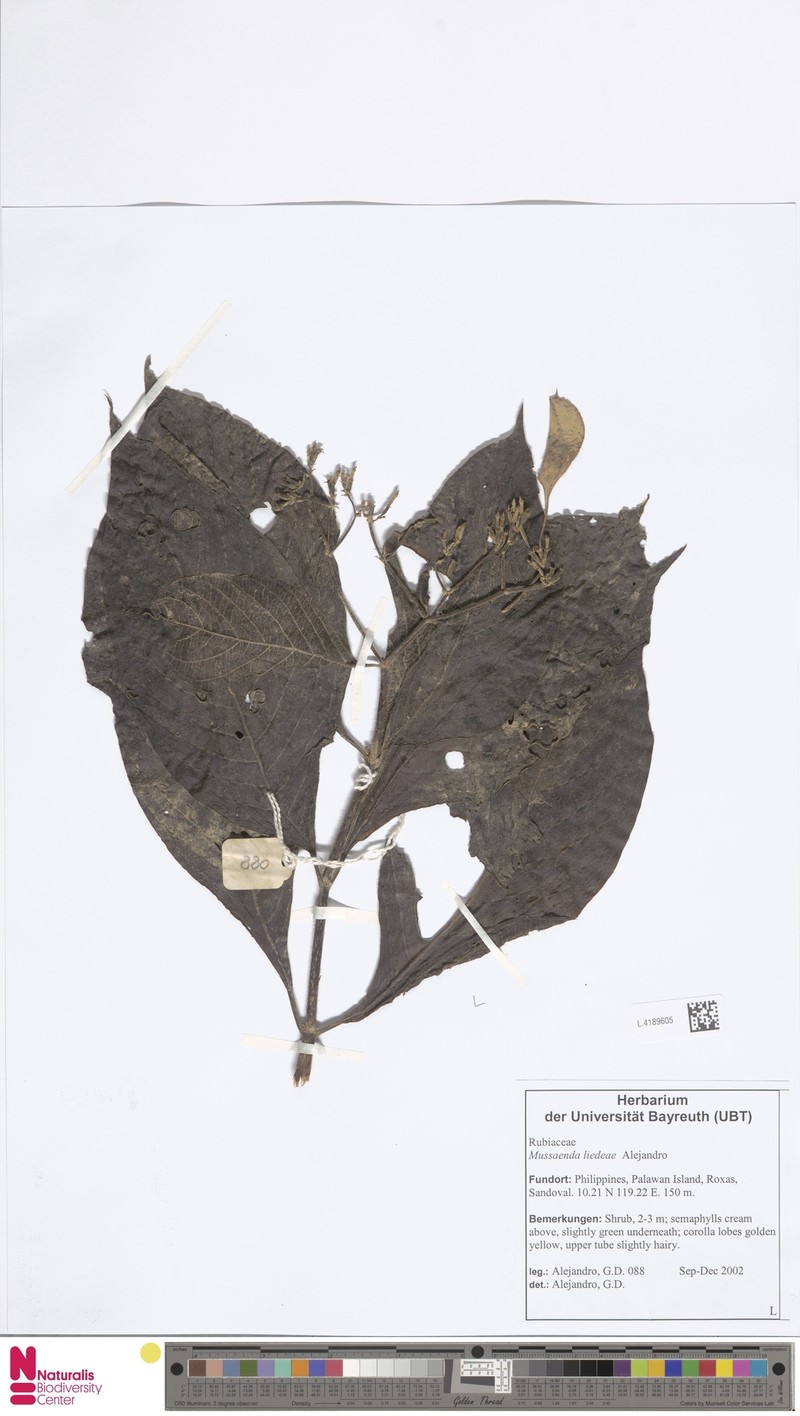 Mussaenda liedeae