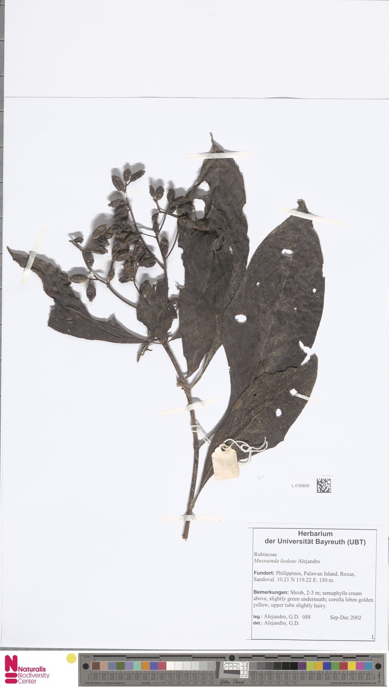 Mussaenda liedeae photo 2