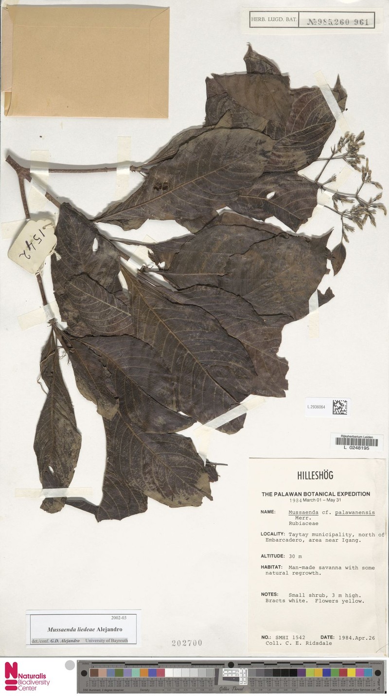Mussaenda liedeae photo 3