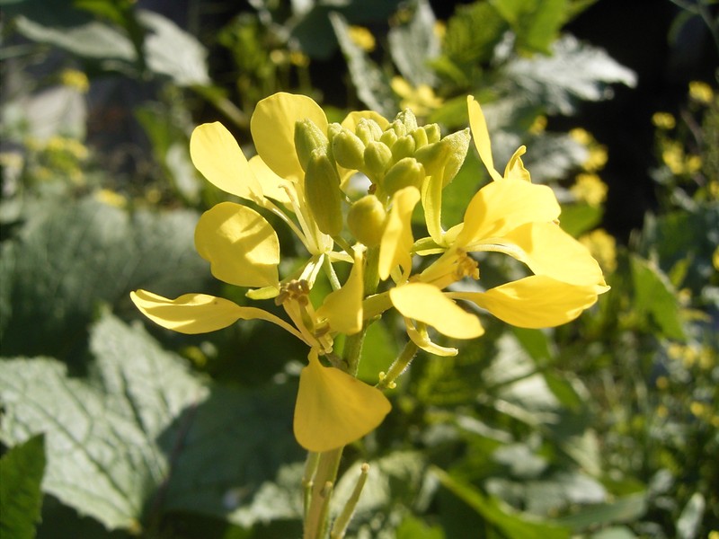 Charlock Mustard photo 4