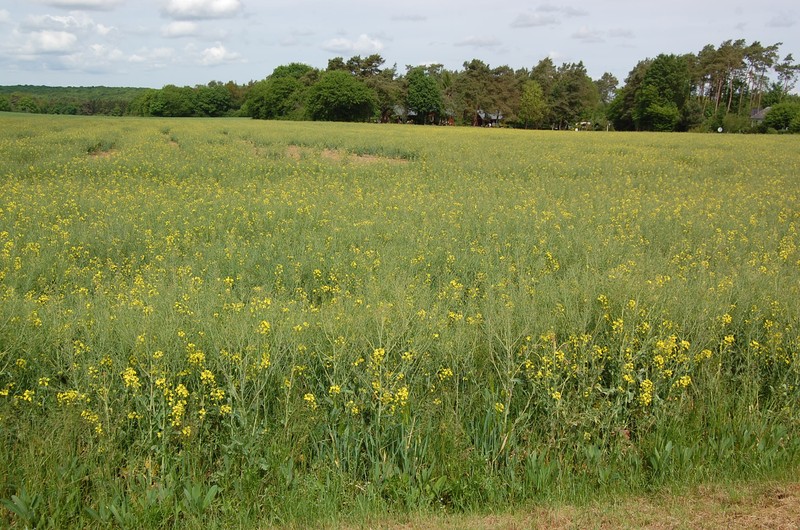 Charlock Mustard photo 6