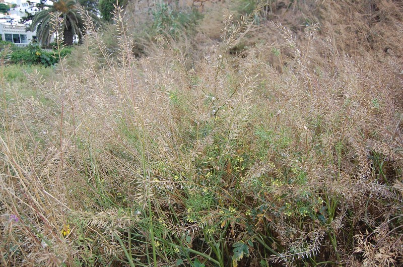 Charlock Mustard photo 8