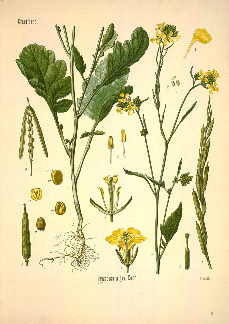 Black Mustard photo 5