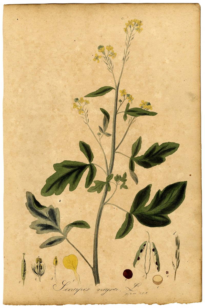 Black Mustard photo 6