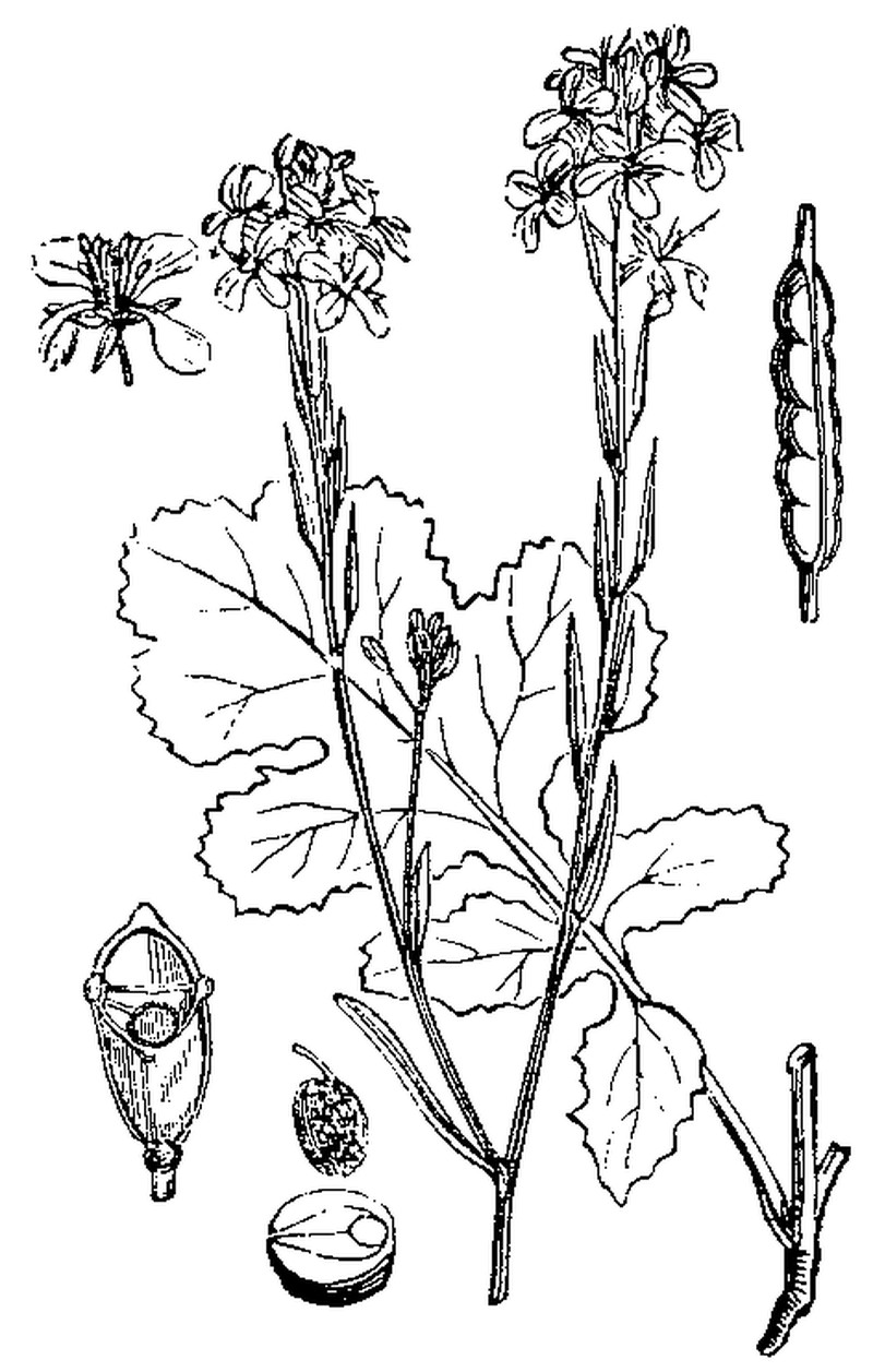 Black Mustard photo 7