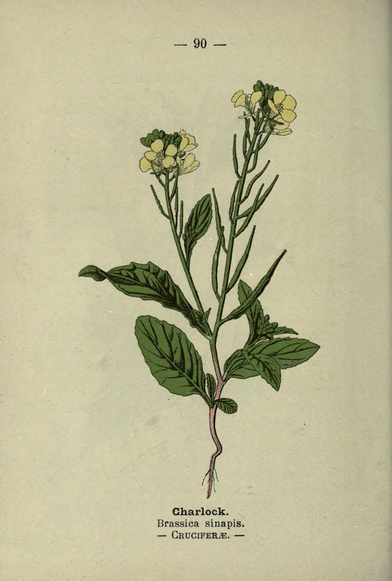 Black Mustard photo 8