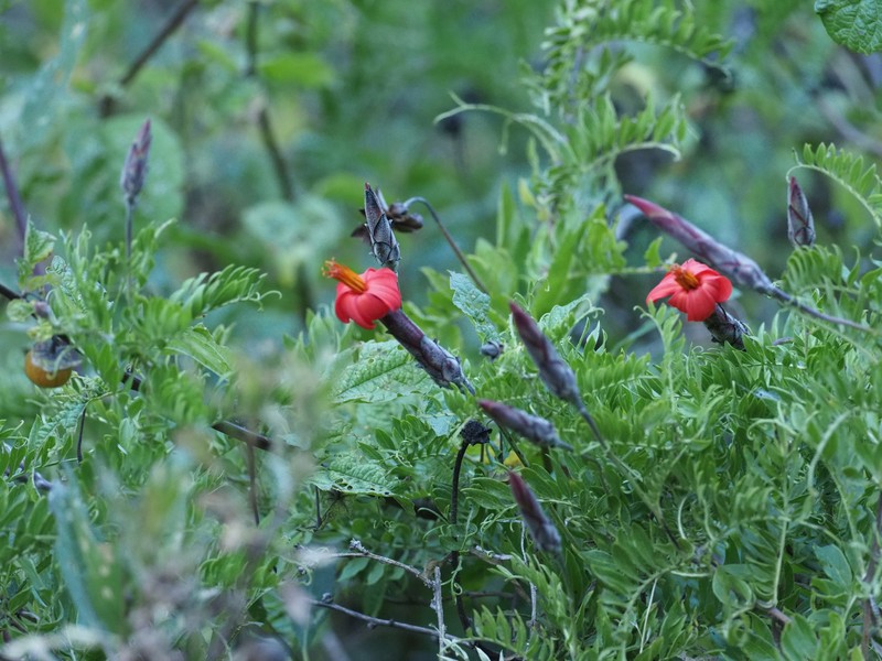 Mutisia acuminata var. acuminata photo 4