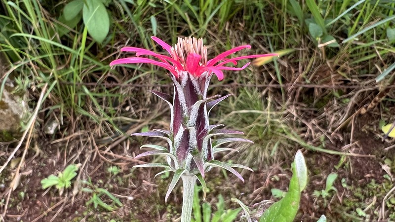 Mutisia coccinea var. coccinea