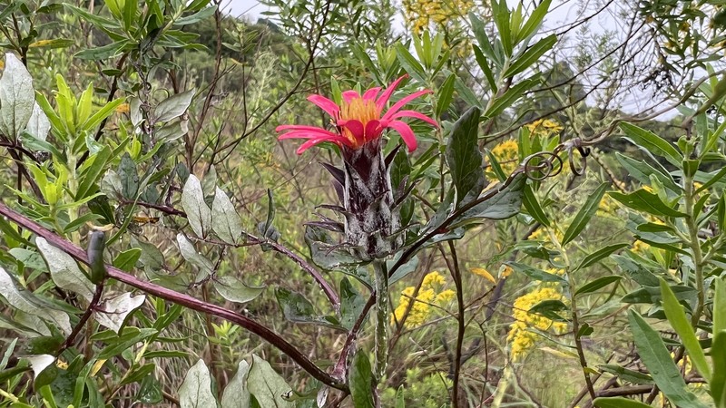 Mutisia coccinea var. coccinea photo 2